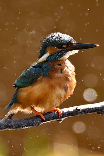 IJsvogel schuddend met druppels