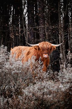 Bœuf orange sauvage dans la forêt sombre sur Troy Wegman