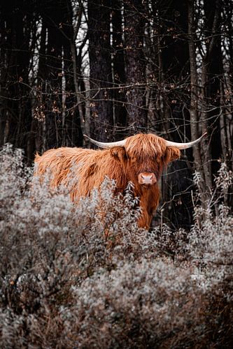 Wild orange ox in the dark forest