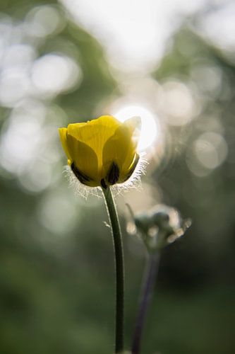 Boterbloem