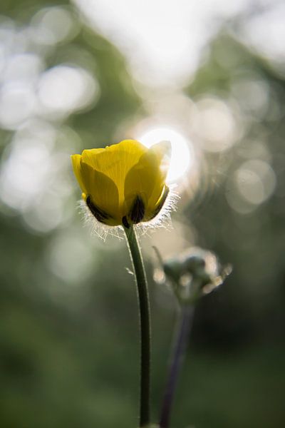 Boterbloem van Niek Goossen