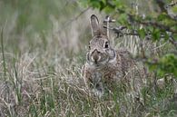 Konijn, wild konijn ( Oryctolagus cuniculus ), verstopt in het gras onder een struik, wild, Europa. van wunderbare Erde thumbnail