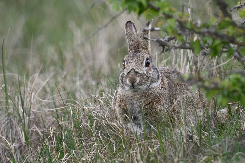 Lapin, lapin sauvage ( Oryctolagus cuniculus ), se cachant dans l'herbe sous un buisson, la vie sauv par wunderbare Erde