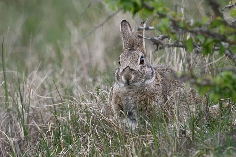 Konijn, wild konijn ( Oryctolagus cuniculus ), verstopt in het gras onder een struik, wild, Europa. van wunderbare Erde