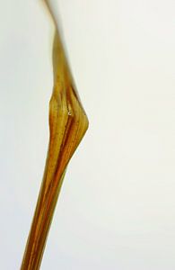 Herbe solitaire