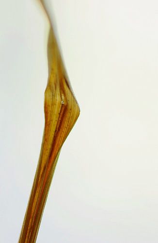 Herbe solitaire