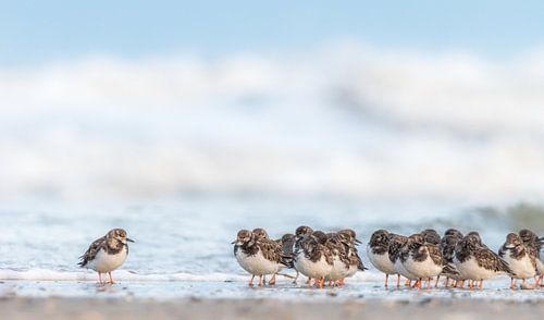 De vergadering van de steenlopers