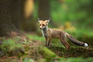 Red Fox, Milan Zygmunt sur 1x