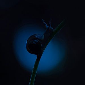 Snail in spotlight von Mirakels Kiekje