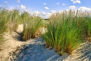 la dune avec l'ammophile sur eric van der eijk