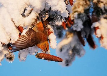 Bec croisé mâle avec cône d'épinette en hiver sur Beschermingswerk voor aan uw muur