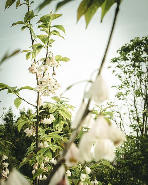 Hängende Blumen von Jan