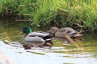 Twee wilde eenden