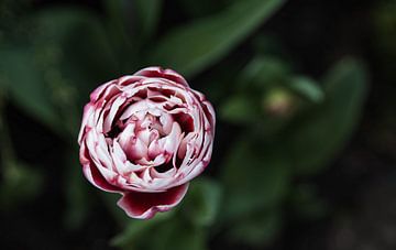 flower sur Mascha Boot