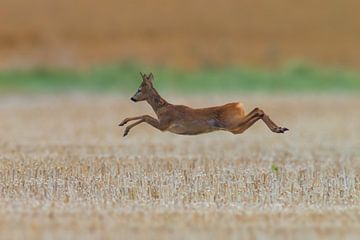 ein Reh bock (Capreolus capreolus) spingt auf einem abgeernteten Weizenfeld von Mario Plechaty Photography