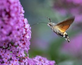 Hummingbird butterfly by Karen de Boer