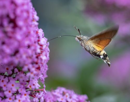 Kolibri-Schmetterling