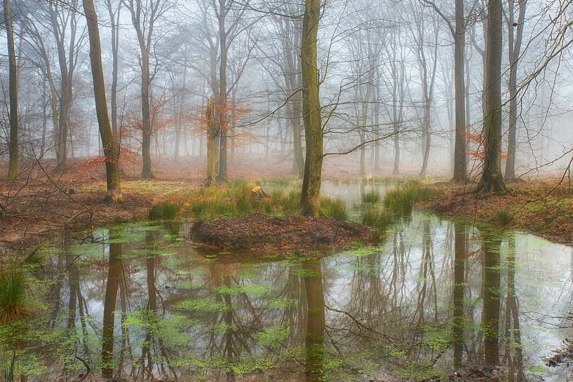 Teich in den Wäldern der Veluwe von Cor de Hamer