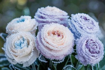 Frozen bouquet in pastel colours by Imperial Art House