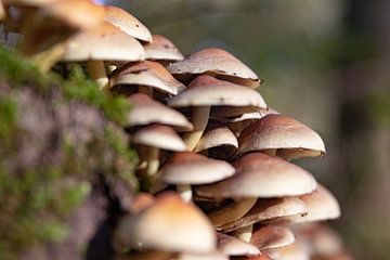 Pilze im Herbst von Inez VAN DE WEYER