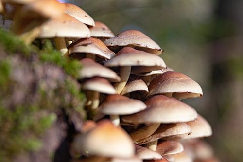 Mushrooms in autumn