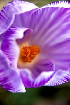 bloemenkunst |   macrofoto van krokus, oranje meeldraden in een bloem | fine art foto print