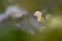 Muguet