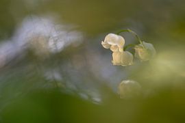 Maiglöckchen von Aukje Ploeg