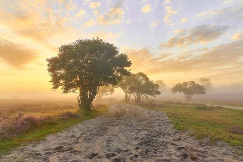 Zonsopkomst op de paarse hei
