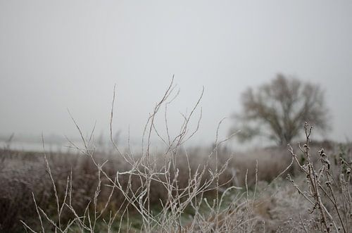 Bevroren planten in een ijzelbui