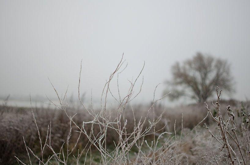 Frozen plants in a frostbite shower by Bastiaan Buurman