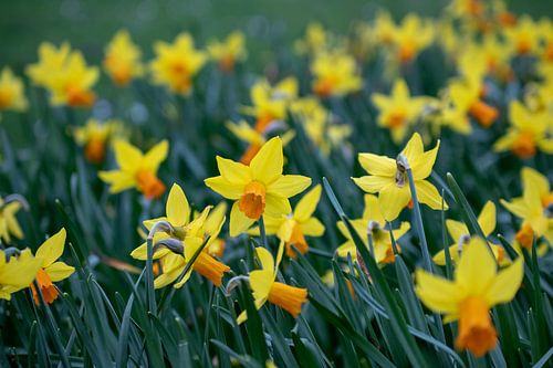 Blühende Hyazinthen