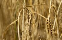 Wheat ear in summer by Animaflora PicsStock thumbnail