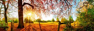 Idyllische Landschaft im Herbst mit Wald, Wiese und Sonne