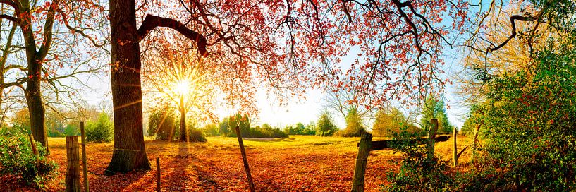 Idyllische Landschaft im Herbst mit Wald, Wiese und Sonne von Günter Albers