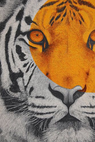 Tiger in Two-Split Graphic Contrast