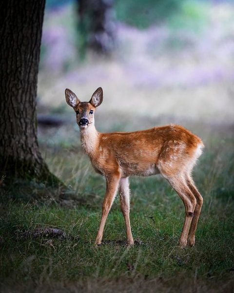 Kalb in der Westerheide von Tom Zwerver