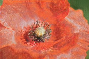 Romantische klaproos in dromerige softfocus macro