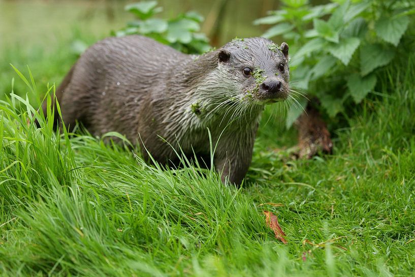 Eurasian Otter (Lutra lutra) by Ronald Pol