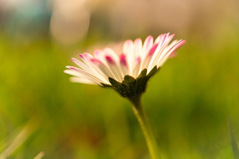 Gänseblümchen mit bokeh von Martin Köbsch