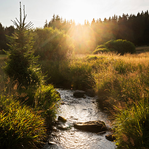 Ein Sommerabend im Schwarzwald