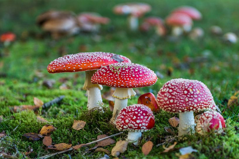 Paddenstoelen van Cor Pot