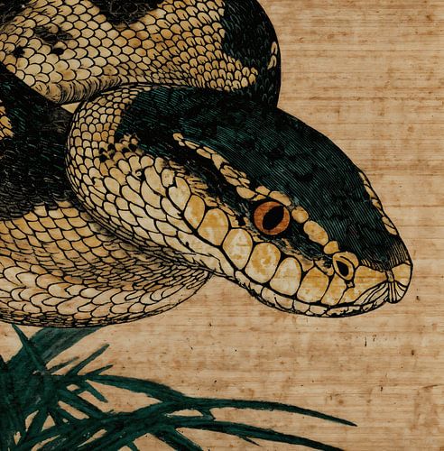 Stille blik van de Mamushi