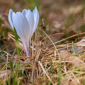Bloemig : Wit gefluister in het gras van Photoart-Naegele
