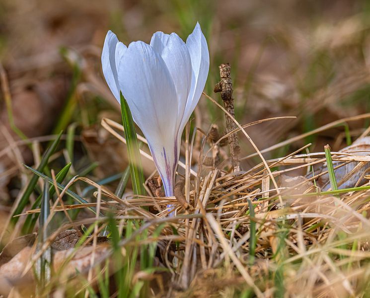 Bloemig : Wit gefluister in het gras van Photoart-Naegele