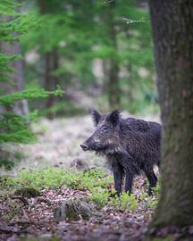Le sanglier dans la Veluwe