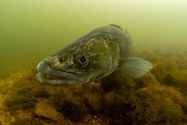 Pike-perch (Sander lucioperca) makes eye contact by Arthur de Bruin