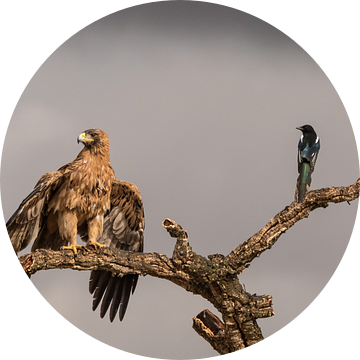 The eagle and the magpie