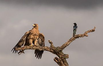 The eagle and the magpie van Claudia van Zanten