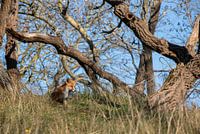 Fox in the wild